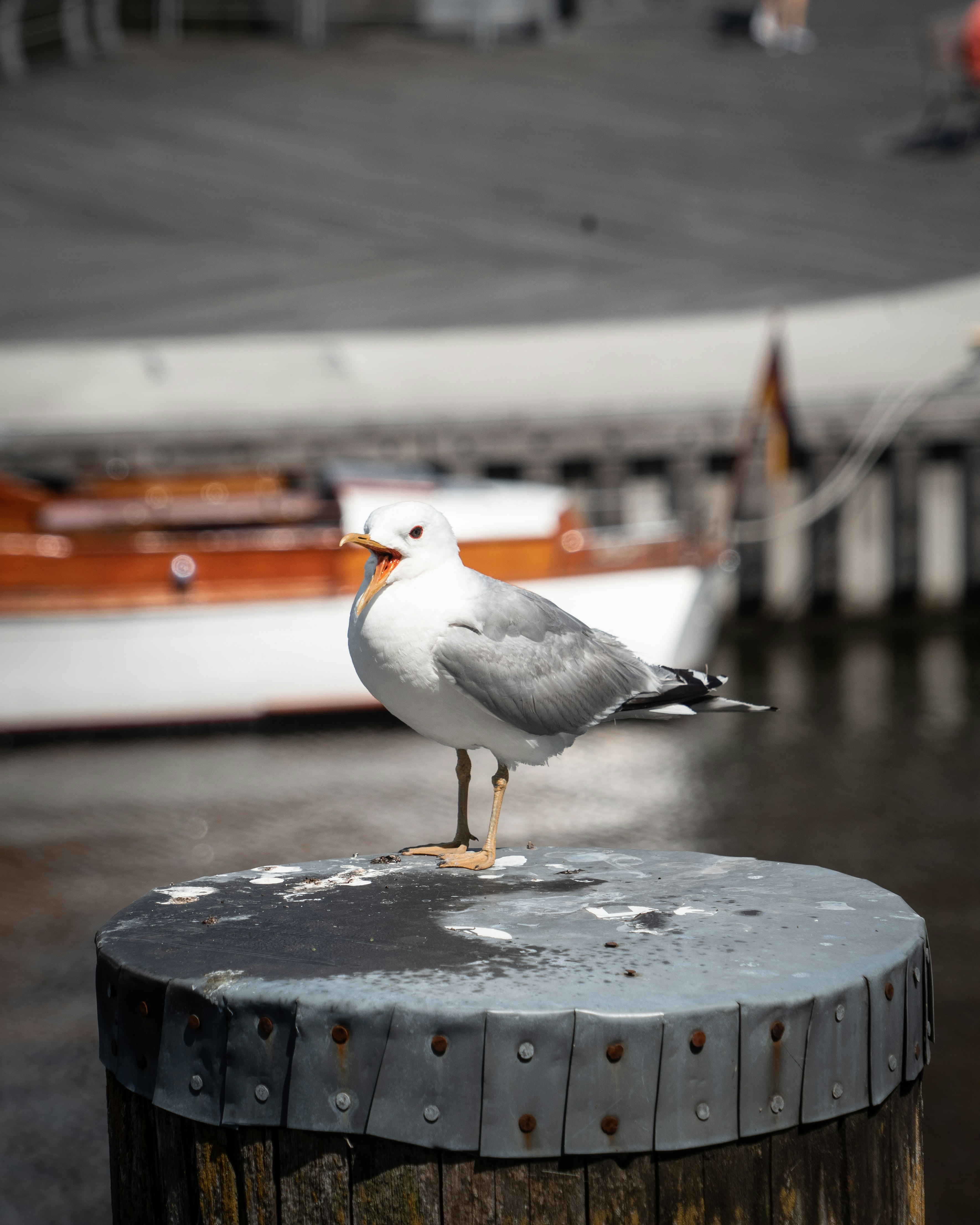 white and gray bird on brown wooden fence during daytime